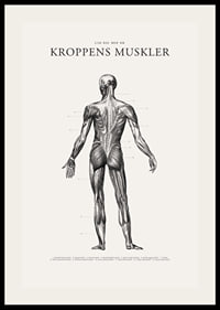 Detaljerad illustration av kroppens ryggmuskler i svartvitt-2