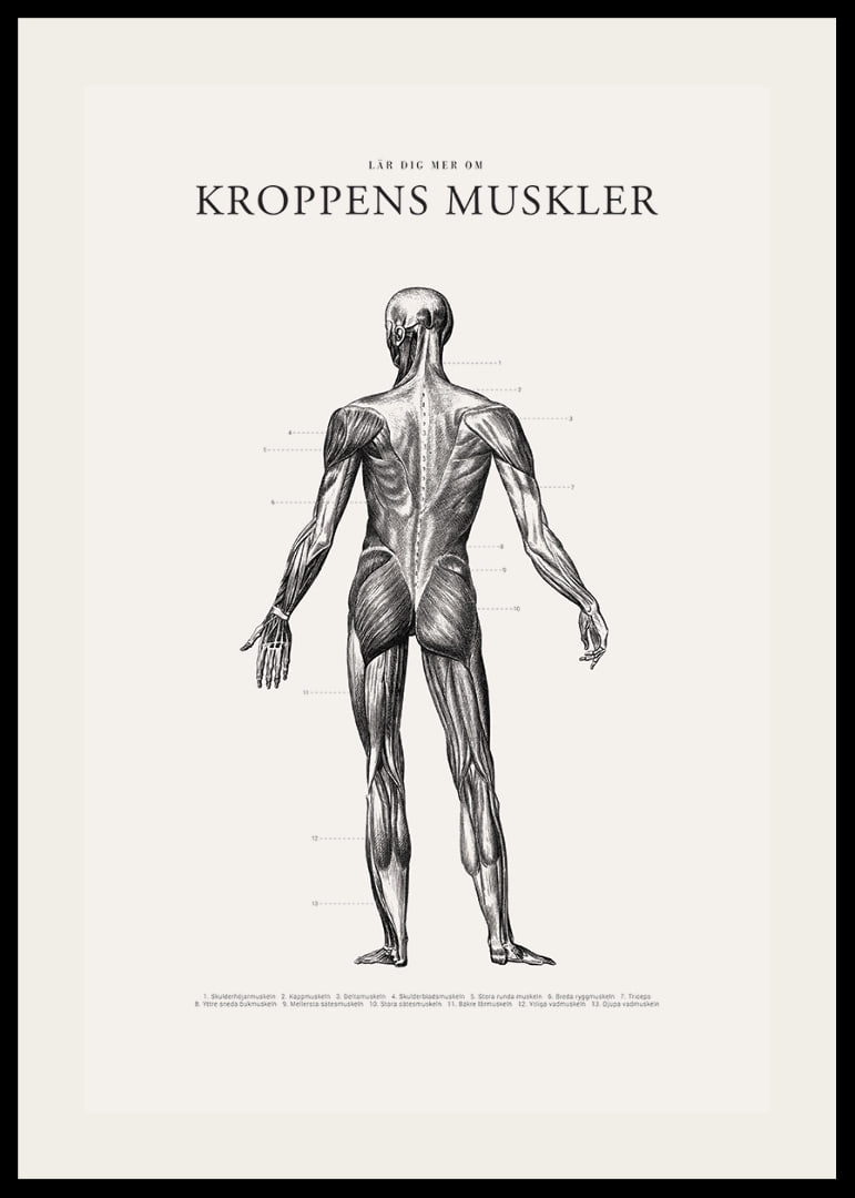 Detaljerad illustration av kroppens ryggmuskler i svartvitt-12