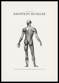 Detaljerad illustration av kroppens ryggmuskler i svartvitt-2