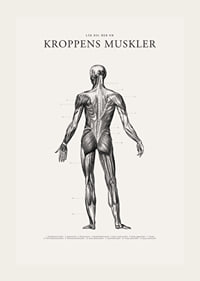 Detaljerad illustration av kroppens ryggmuskler i svartvitt-3