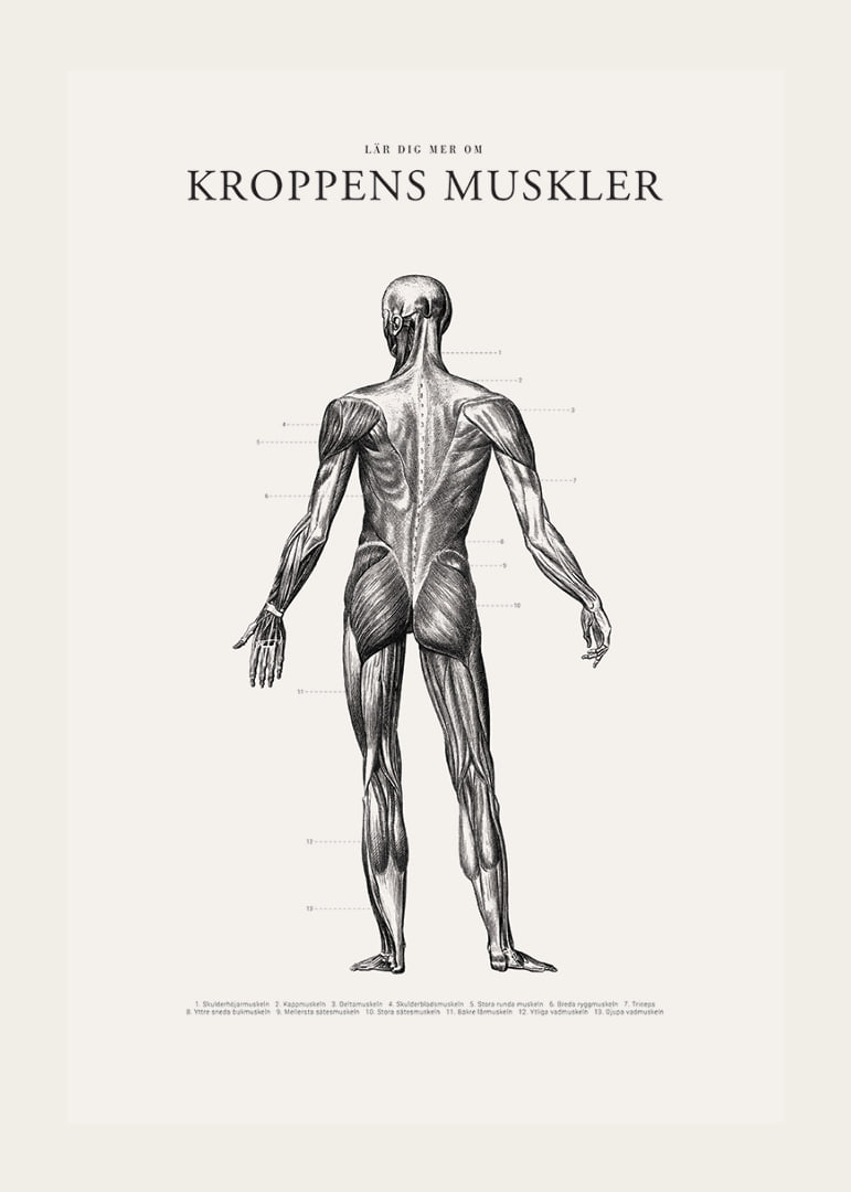 Detaljerad illustration av kroppens ryggmuskler i svartvitt-12