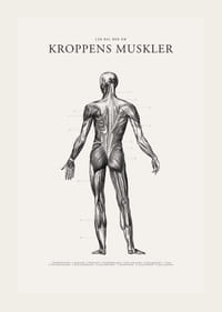 Detaljerad illustration av kroppens ryggmuskler i svartvitt-3