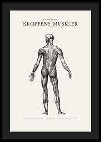 Detaljerad illustration av kroppens ryggmuskler i svartvitt-4