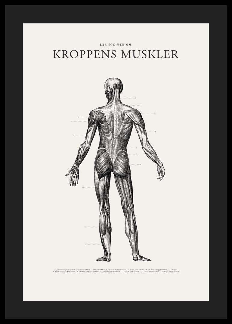 Detaljerad illustration av kroppens ryggmuskler i svartvitt-12