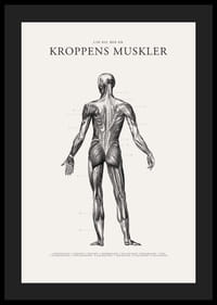 Detaljerad illustration av kroppens ryggmuskler i svartvitt-4