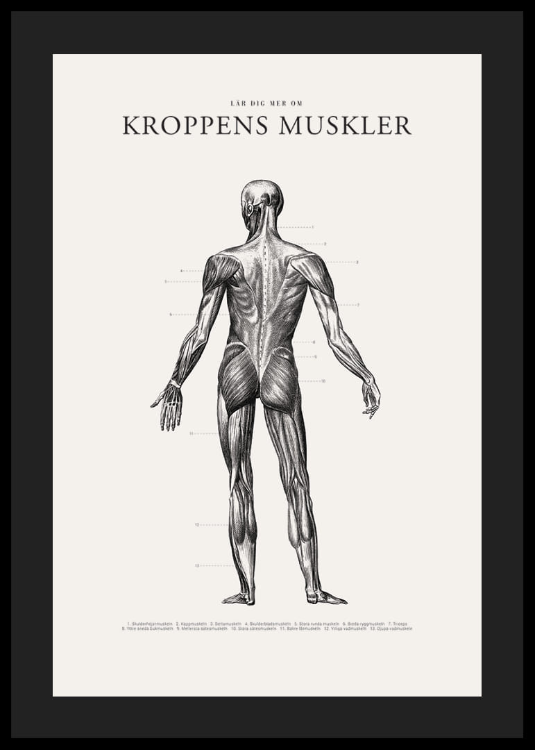 Detaljerad illustration av kroppens ryggmuskler i svartvitt-12