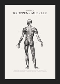 Detaljerad illustration av kroppens ryggmuskler i svartvitt-5