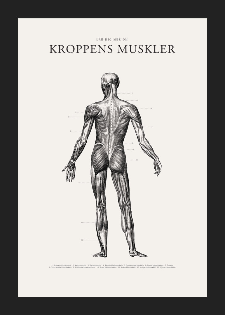 Detaljerad illustration av kroppens ryggmuskler i svartvitt-12