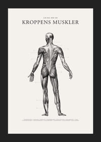 Detaljerad illustration av kroppens ryggmuskler i svartvitt-5