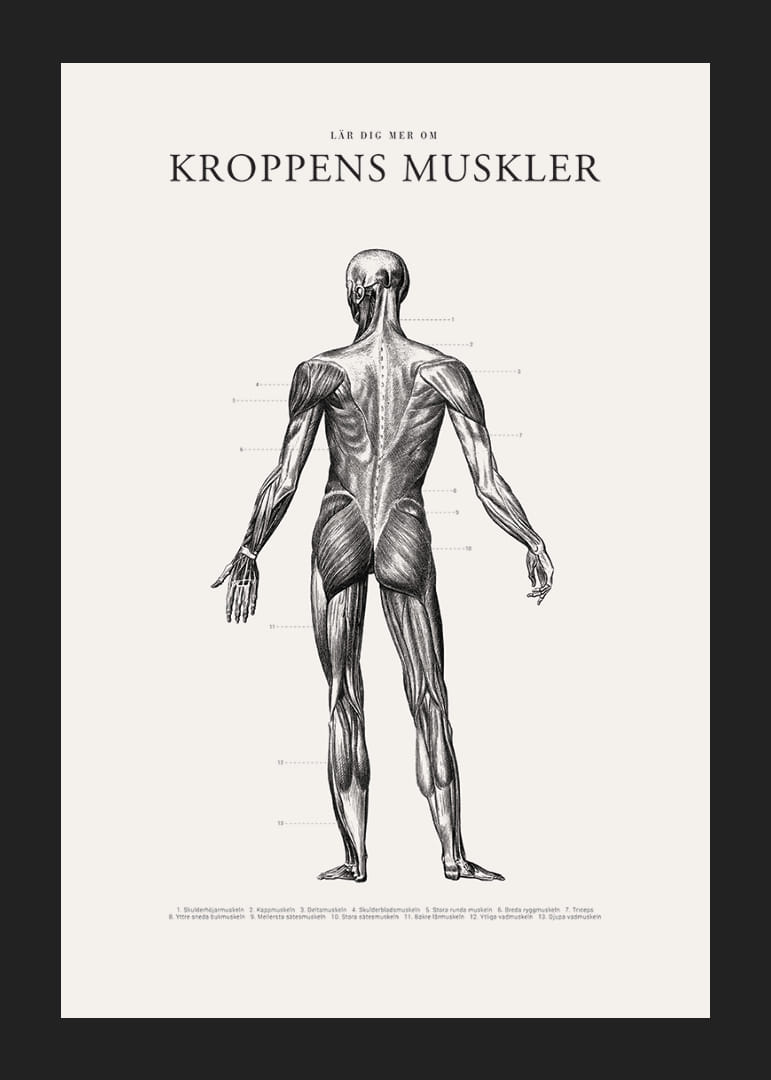 Detaljerad illustration av kroppens ryggmuskler i svartvitt-12