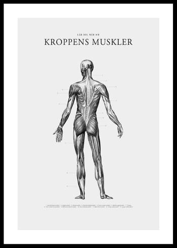 Poster Kroppens Muskler Baksida