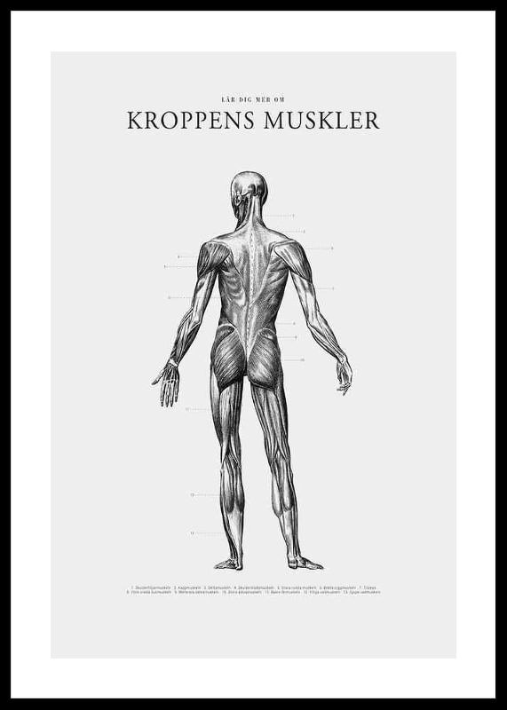 Kroppens Muskler Baksida-12