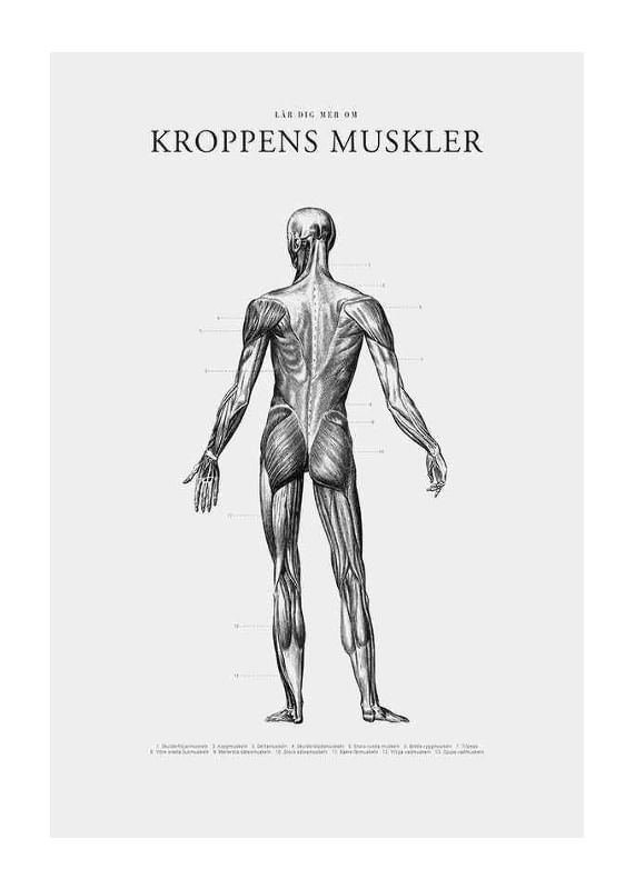 Kroppens Muskler Baksida-12
