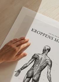 Kroppens Muskler Baksida-5