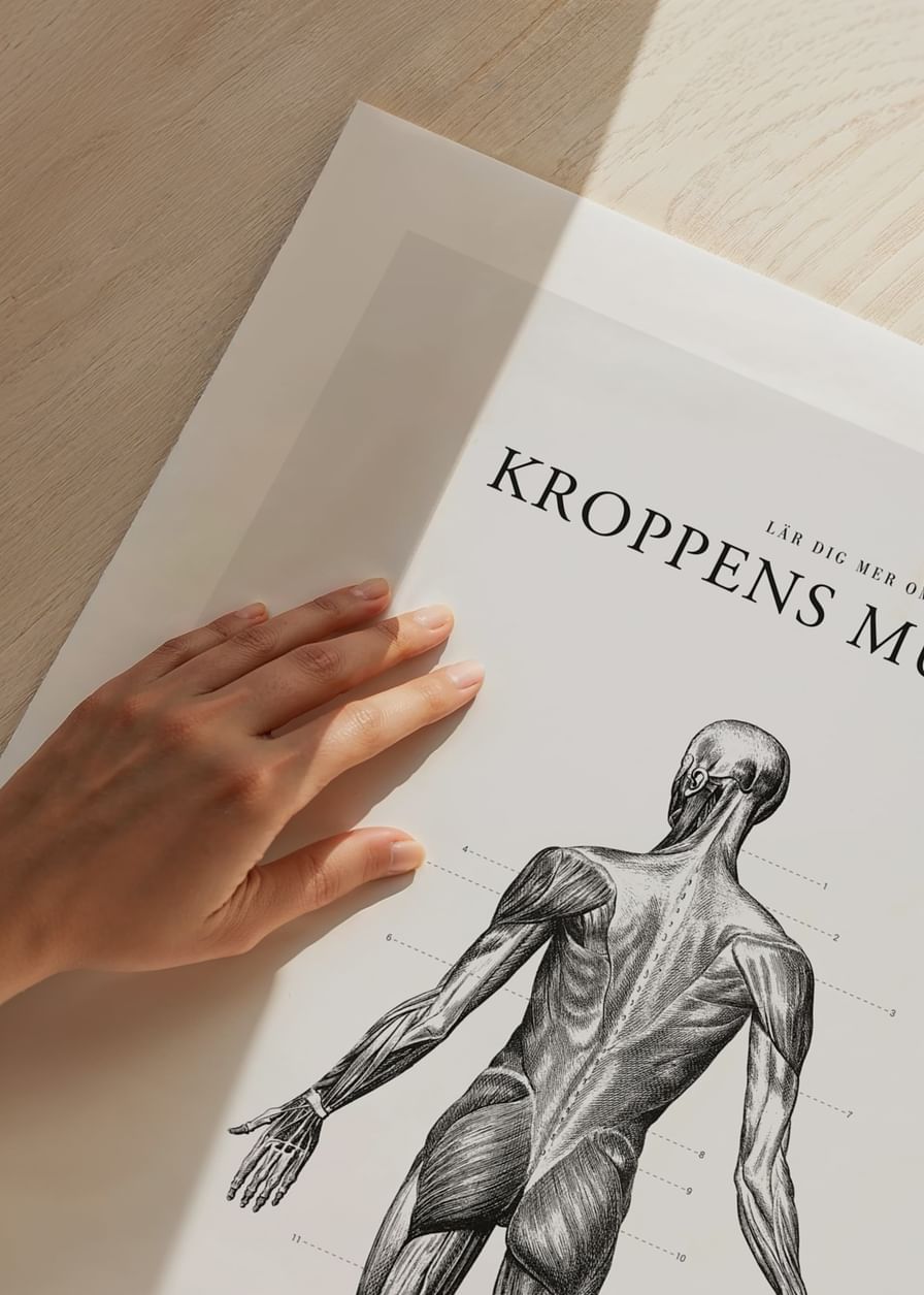 Kroppens Muskler Baksida-12