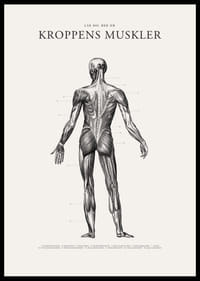 Detaljerad illustration av kroppens ryggmuskler i svartvitt-2