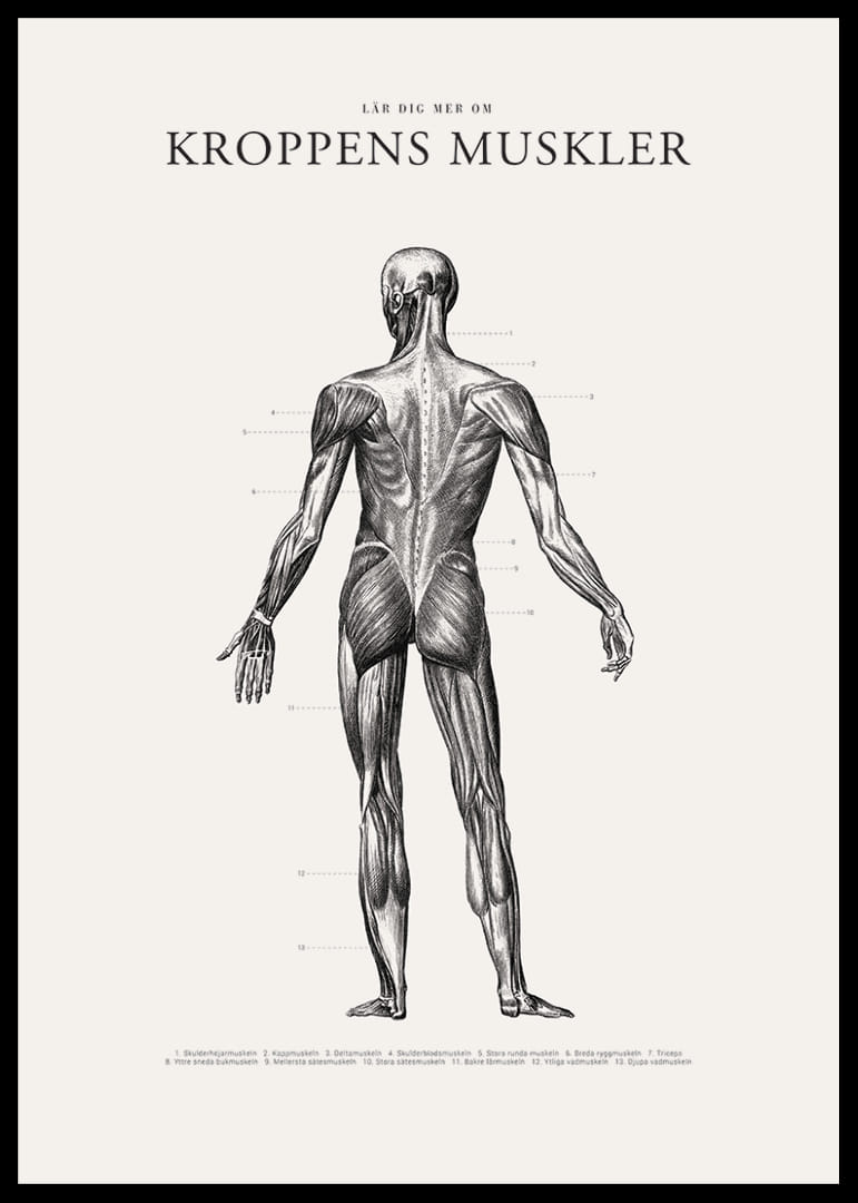 Detaljerad illustration av kroppens ryggmuskler i svartvitt-12