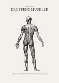 Detaljerad illustration av kroppens ryggmuskler i svartvitt-3