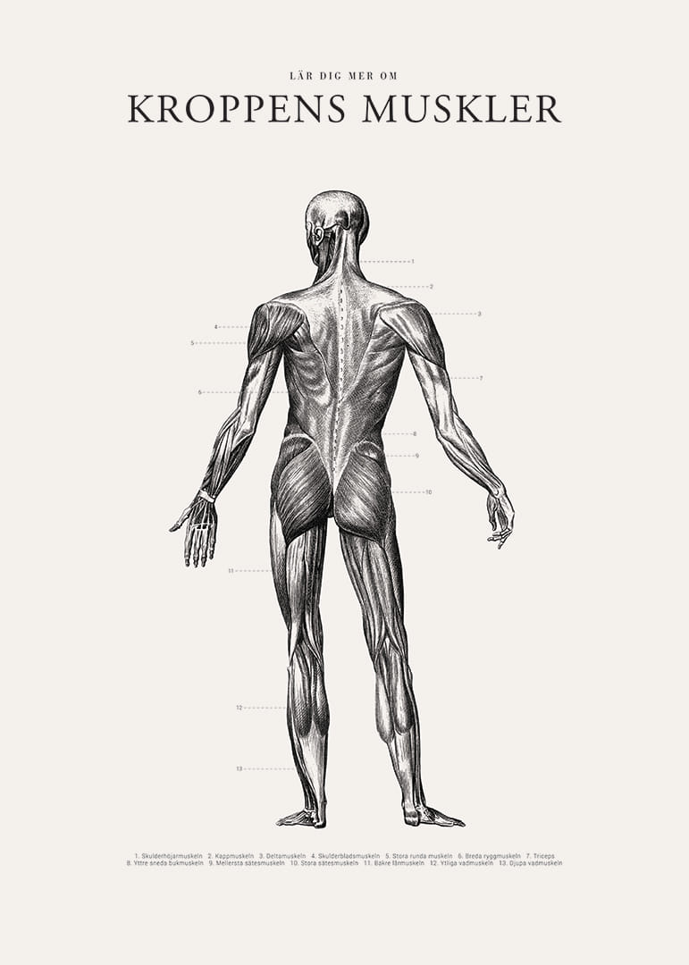 Detaljerad illustration av kroppens ryggmuskler i svartvitt-12