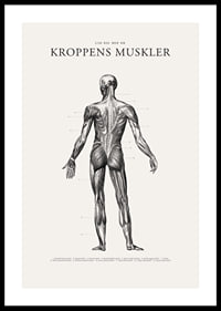 Detaljerad illustration av kroppens ryggmuskler i svartvitt-0