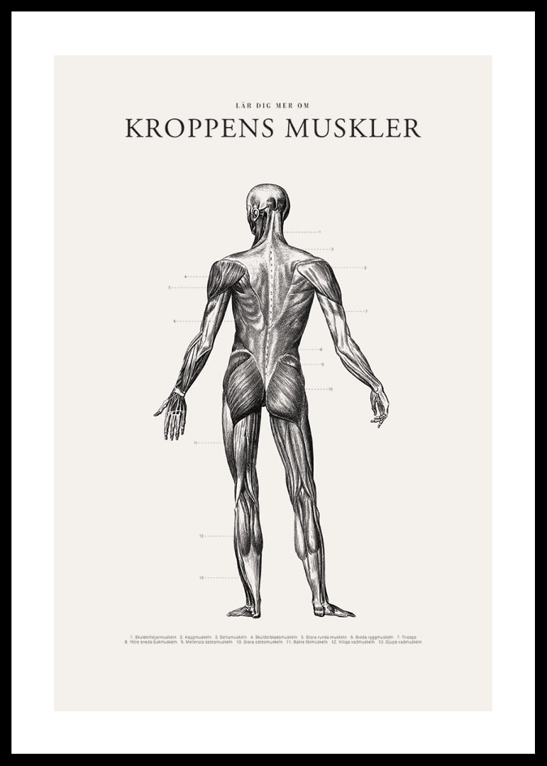 Detaljerad illustration av kroppens ryggmuskler i svartvitt-12