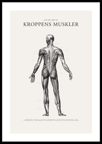 Detaljerad illustration av kroppens ryggmuskler i svartvitt-0