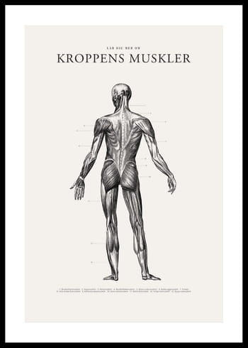Poster Kroppens Muskler Baksida
