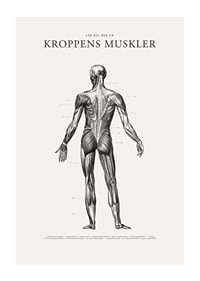 Detaljerad illustration av kroppens ryggmuskler i svartvitt-1
