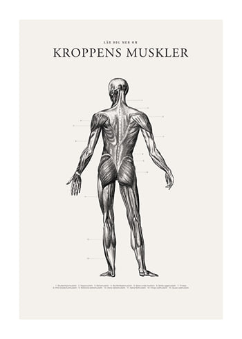 Poster Kroppens Muskler Baksida