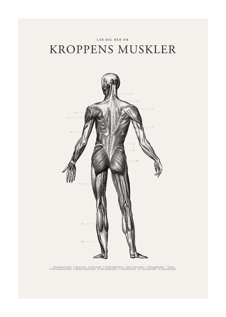 Detaljerad illustration av kroppens ryggmuskler i svartvitt-12
