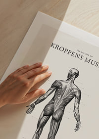 Detaljerad illustration av kroppens ryggmuskler i svartvitt-9