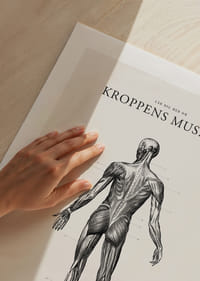 Detaljerad illustration av kroppens ryggmuskler i svartvitt-5