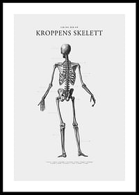 Kroppens Skelett-0