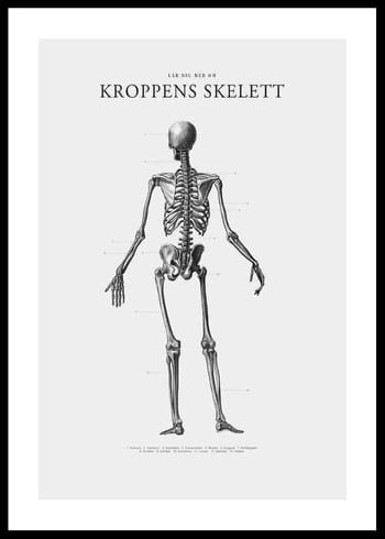 Poster Kroppens Skelett