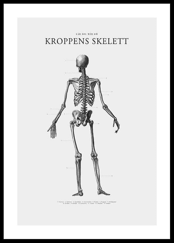 Kroppens Skelett-12