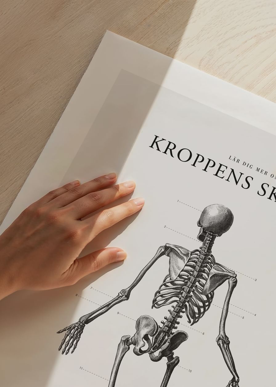 Kroppens Skelett-12