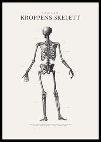 Detaljerad svartvit illustration av människoskelett bakifrån-2