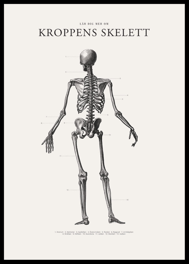 Detaljerad svartvit illustration av människoskelett bakifrån-12