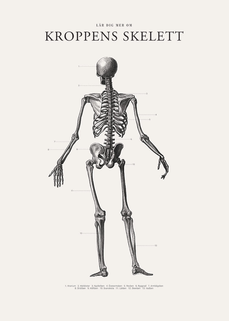 Detaljerad svartvit illustration av människoskelett bakifrån-12