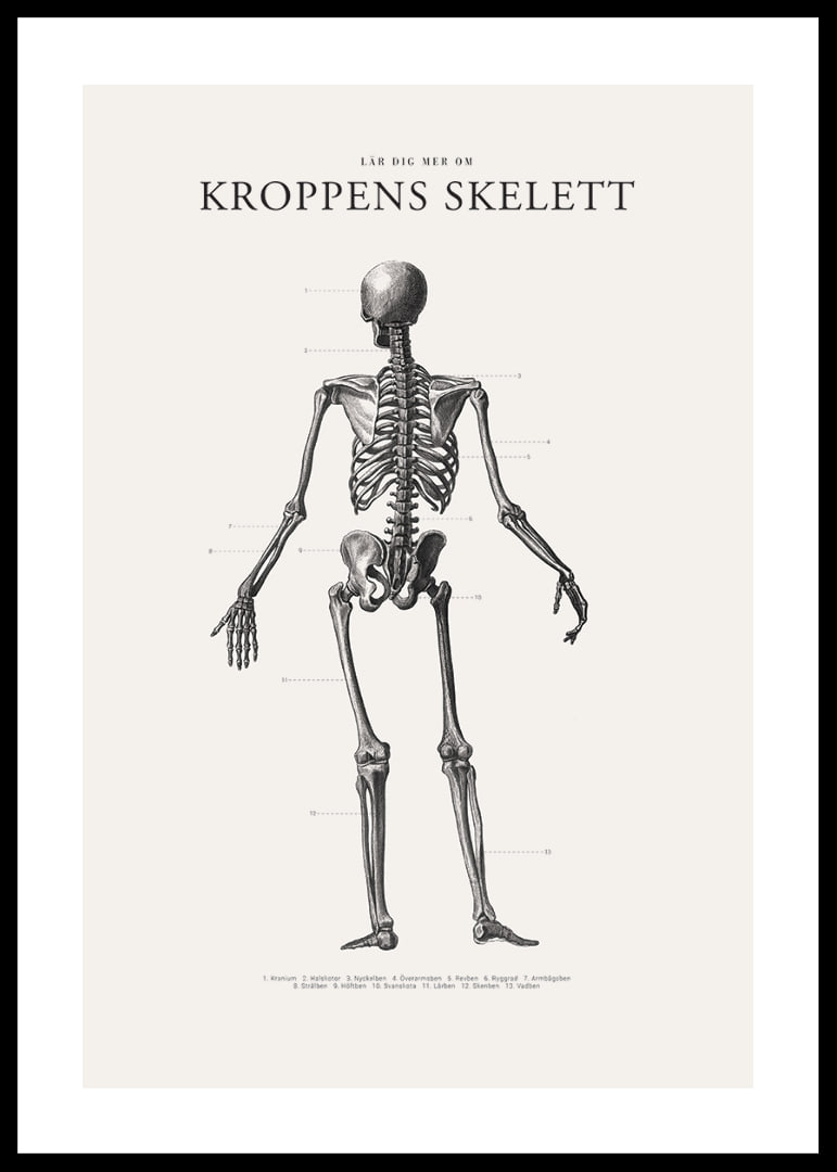 Detaljerad svartvit illustration av människoskelett bakifrån-12