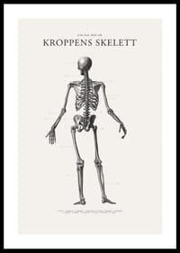 Detaljerad svartvit illustration av människoskelett bakifrån-0