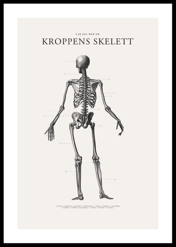 Poster Kroppens Skelett