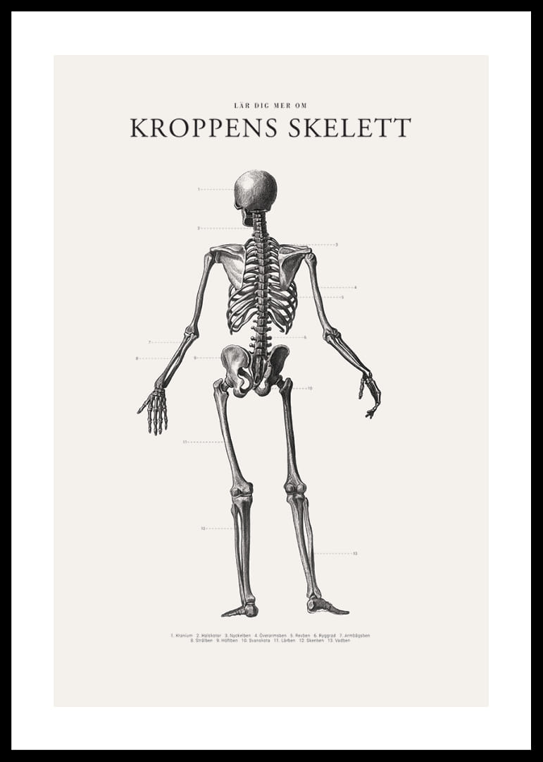 Detaljerad svartvit illustration av människoskelett bakifrån-12