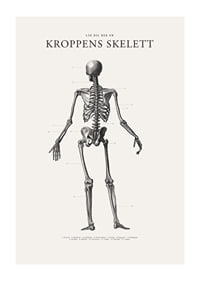 Detaljerad svartvit illustration av människoskelett bakifrån-1
