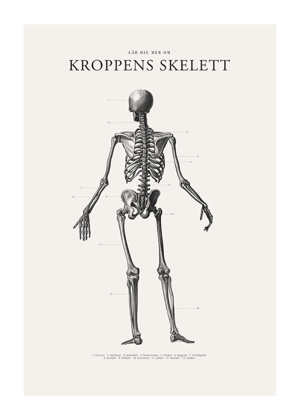 Poster Kroppens Skelett