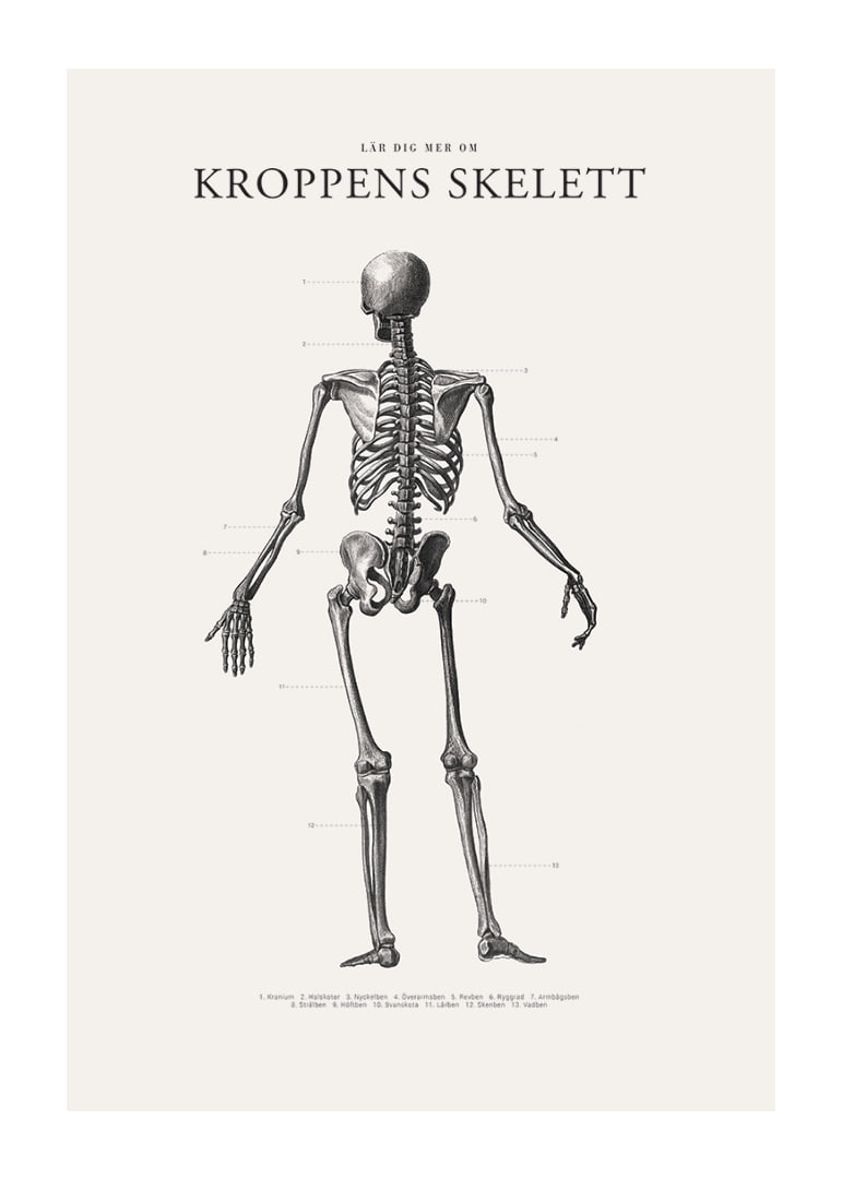 Detaljerad svartvit illustration av människoskelett bakifrån-12