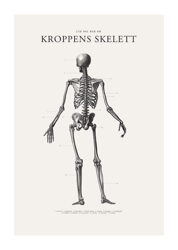 Poster Kroppens Skelett
