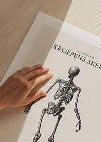 Detaljerad svartvit illustration av människoskelett bakifrån-9