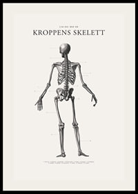 Detaljerad svartvit illustration av människoskelett bakifrån-2