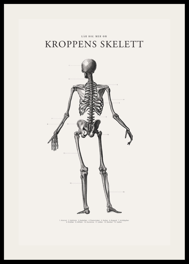 Detaljerad svartvit illustration av människoskelett bakifrån-12
